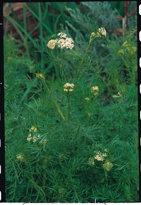 Picture of Caraway